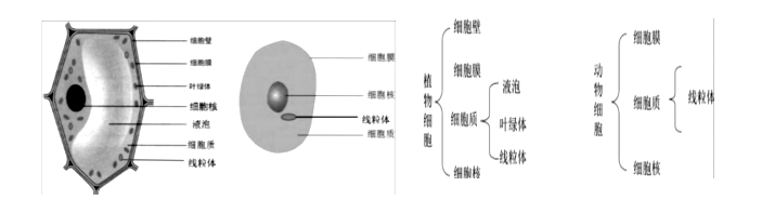 2024年新版初一七年级上册生物知识点汇总